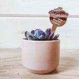 "Say It" Planter Stakes for Succulents and House Plants