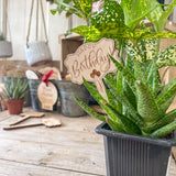 "Say It" Planter Stakes for Succulents and House Plants