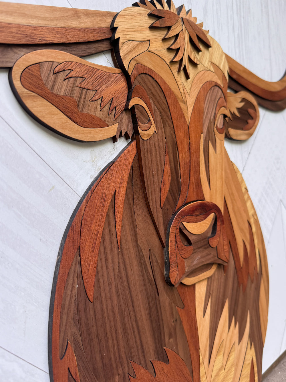 Boone the Segmented Longhorn