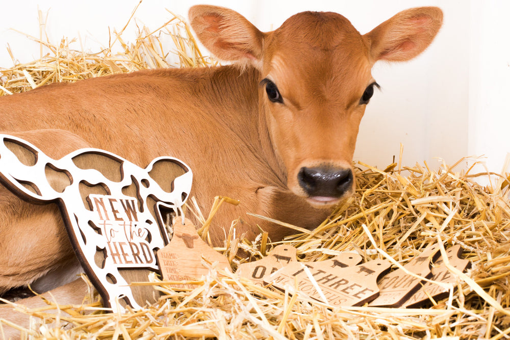 Cow + Cattle Tag Theme Milestone Markers – Script and Grain