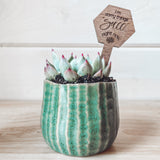 "Say It" Planter Stakes for Succulents and House Plants